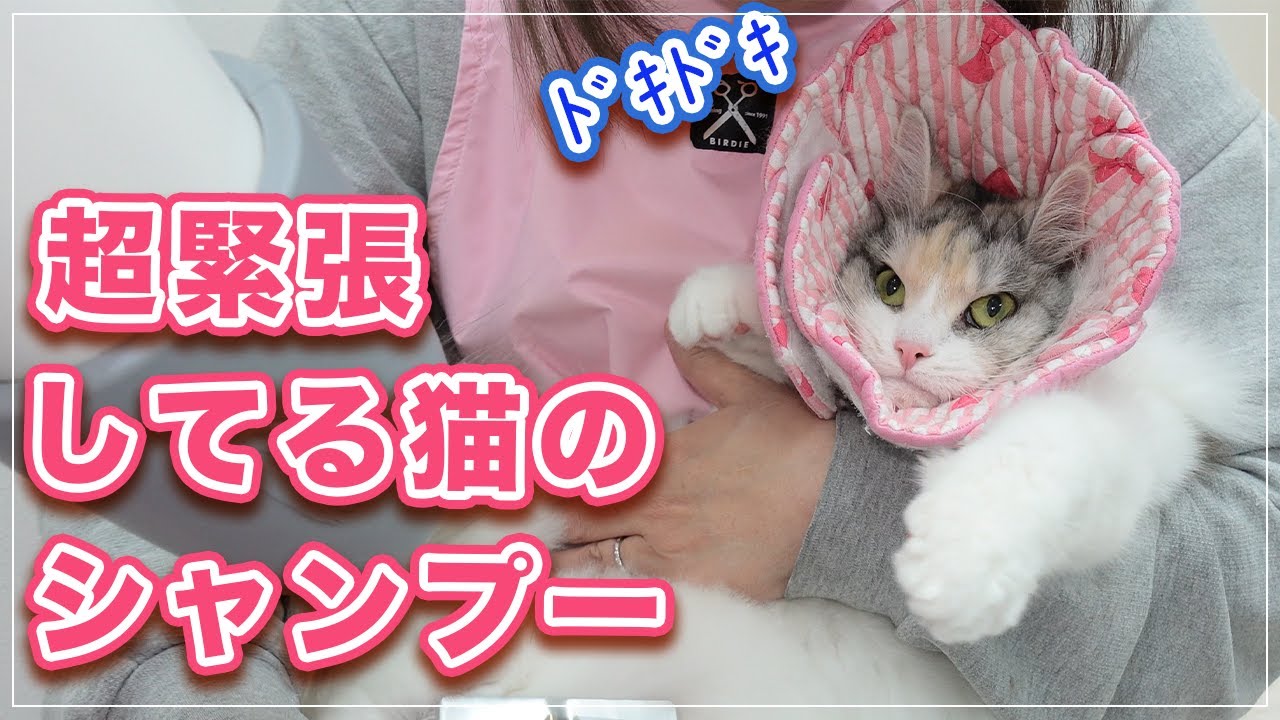 【もいちゃん】ド緊張してる猫ちゃんのグルーミング！シャンプーまでたどり着けるのか？！【メインクーン】