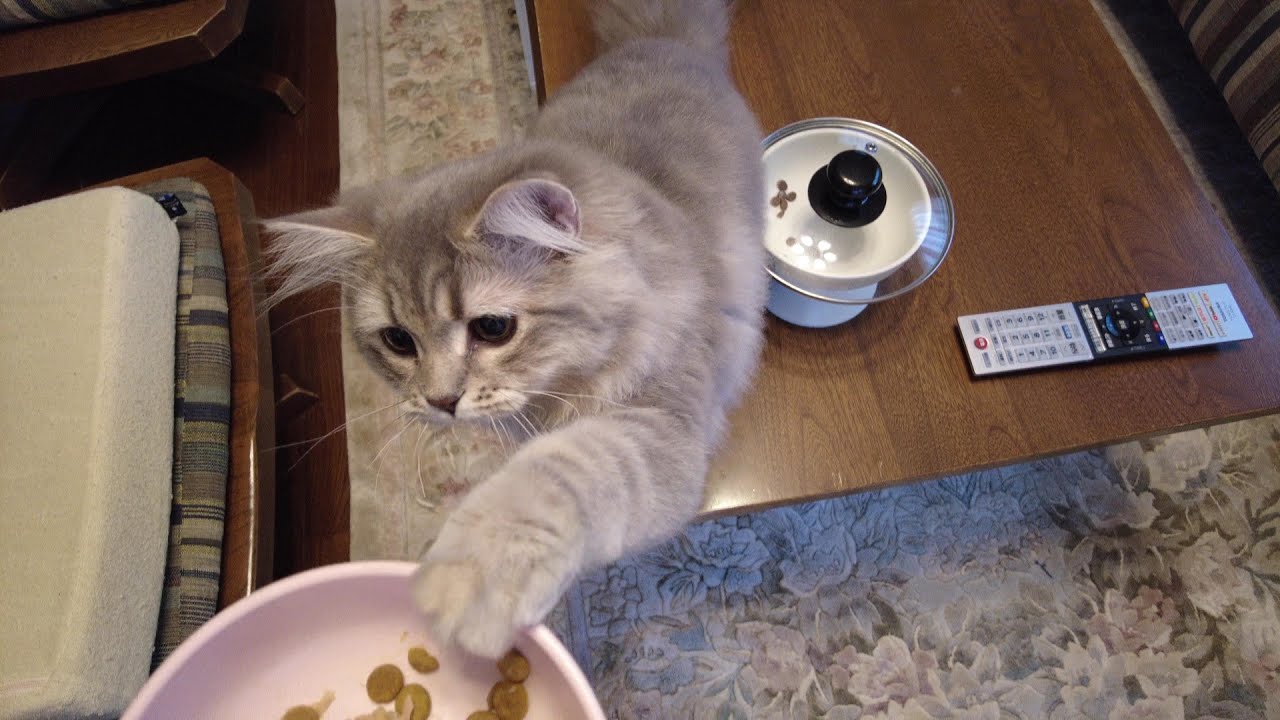 サイベリアンの子猫「りりちゃん」やっぱりチョット変なんです❣（食べ方も変ですが好みも変わってます。）