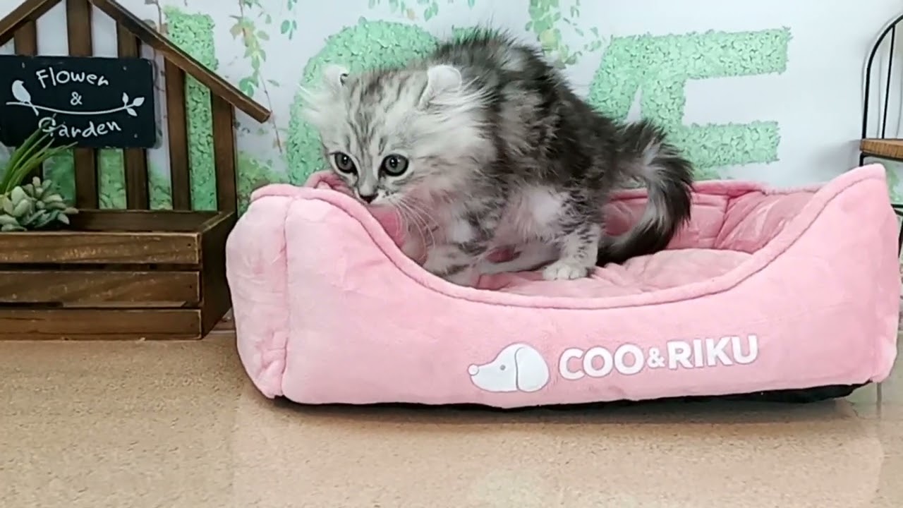 663923 アメリカンカール