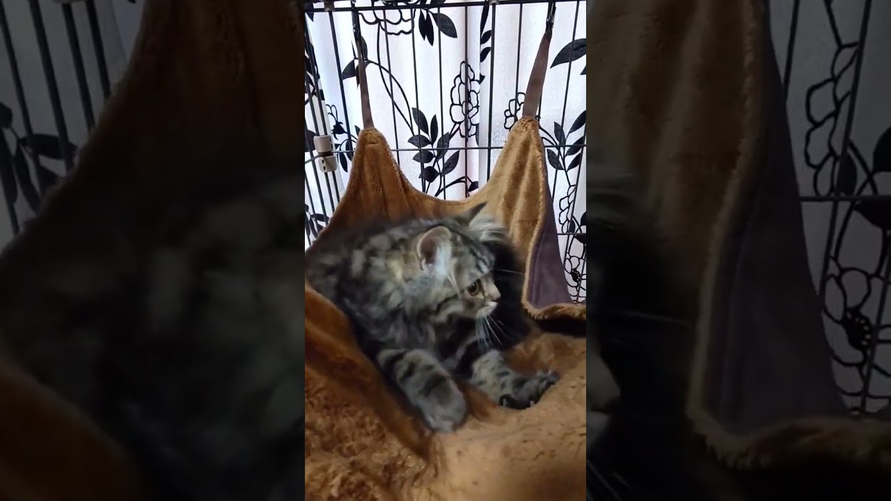 【ボブくんのふみふみパート2】リズム刻むボブ#ラガマフィン #猫のいる暮らし#ハンモック  #shorts