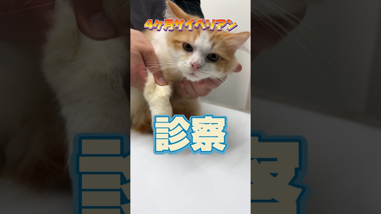 検査をしに4ヶ月のサイベリアンが動物病院にやってきた！
