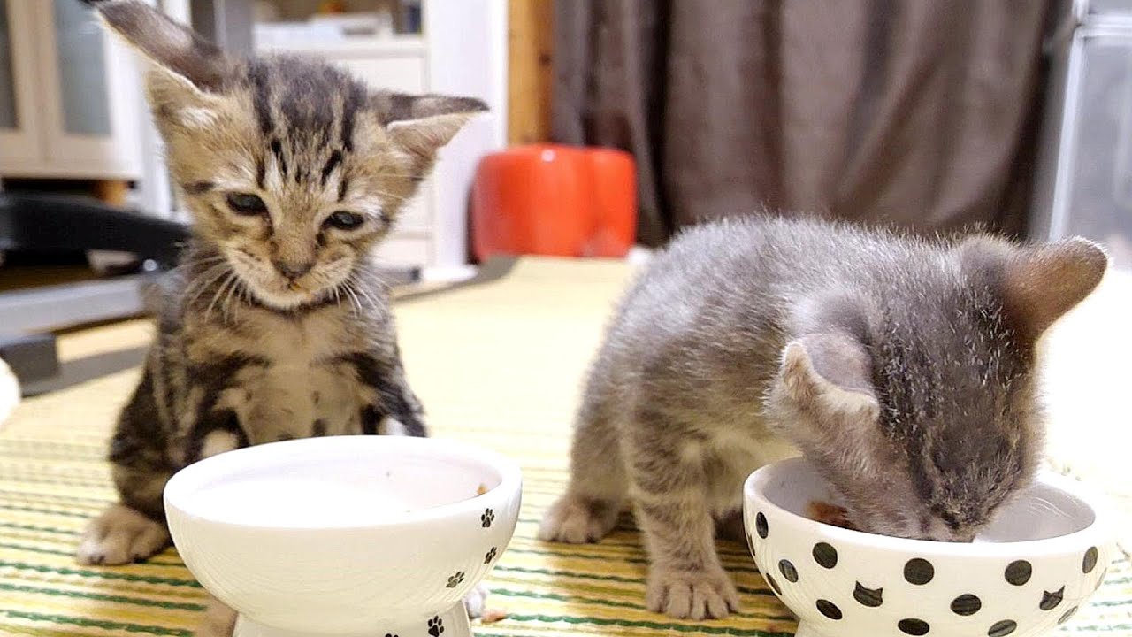 食べ方が独特過ぎる子猫にびやひやしてしまいます【赤ちゃん猫　保護猫】