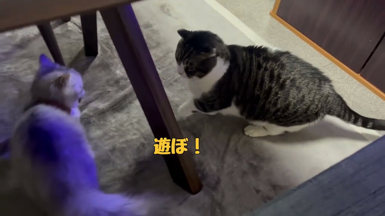 マンチカン(兄)＆ラガマフィン(妹)ののんびり生活