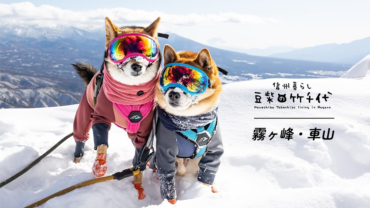 【 柴犬 山歩みち】ゴーグル犬 厳冬期の霧ヶ峰・車山チャレンジ 登山