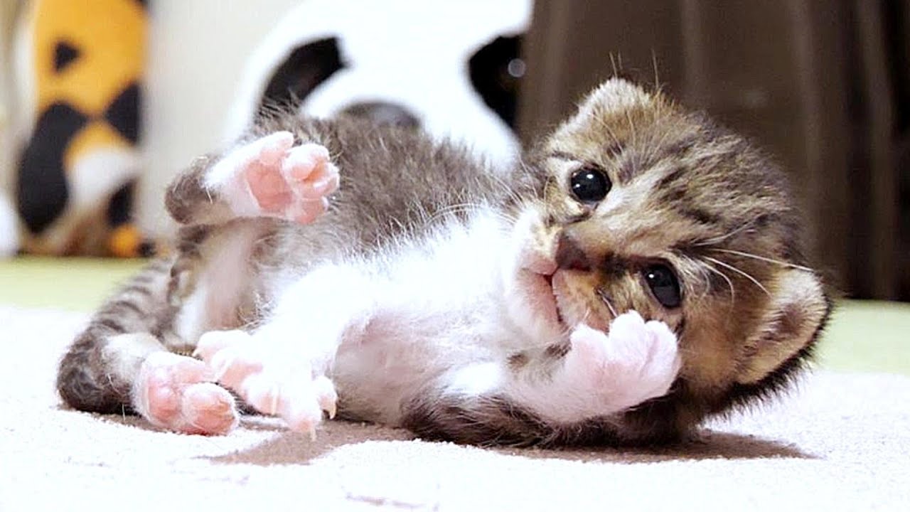 ぴよぴよ鳴くこのかわいい子猫のお名前はなんでしょうか?当ててみて下さい【赤ちゃん猫　保護猫】