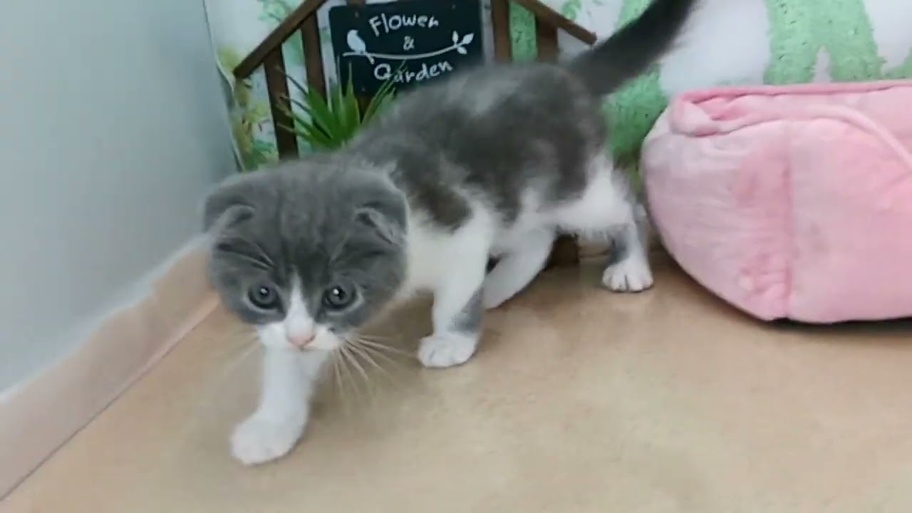 663911 スコティッシュフォールド