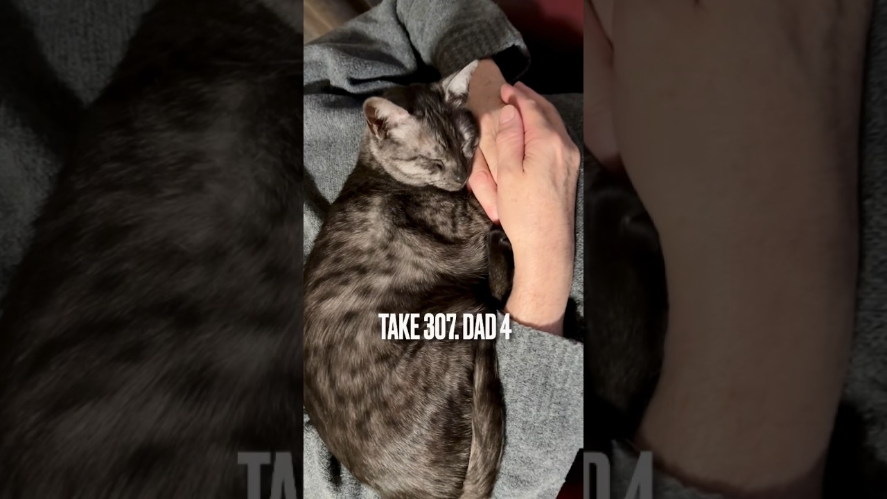 #大好きなパパ に#抱っこ で#夢見心地 にゃ😻#眠り猫 #sleepingcat #甘えん坊猫 #エジプシャンマウ #ねこのいる生活 #shorts