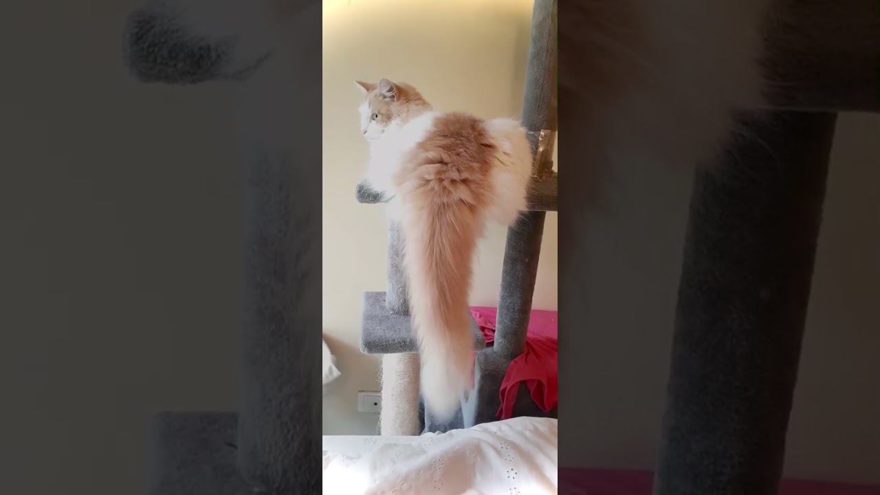 【🐈 猫】しっぽwを振ってるのは何で❓Why is Grissy the cat flipping his tail? #shorts #turkishvan #cat #mixture