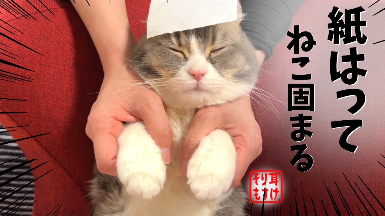 狂暴猫の頭にシールを貼ると大人しくなるという裏技を試したら