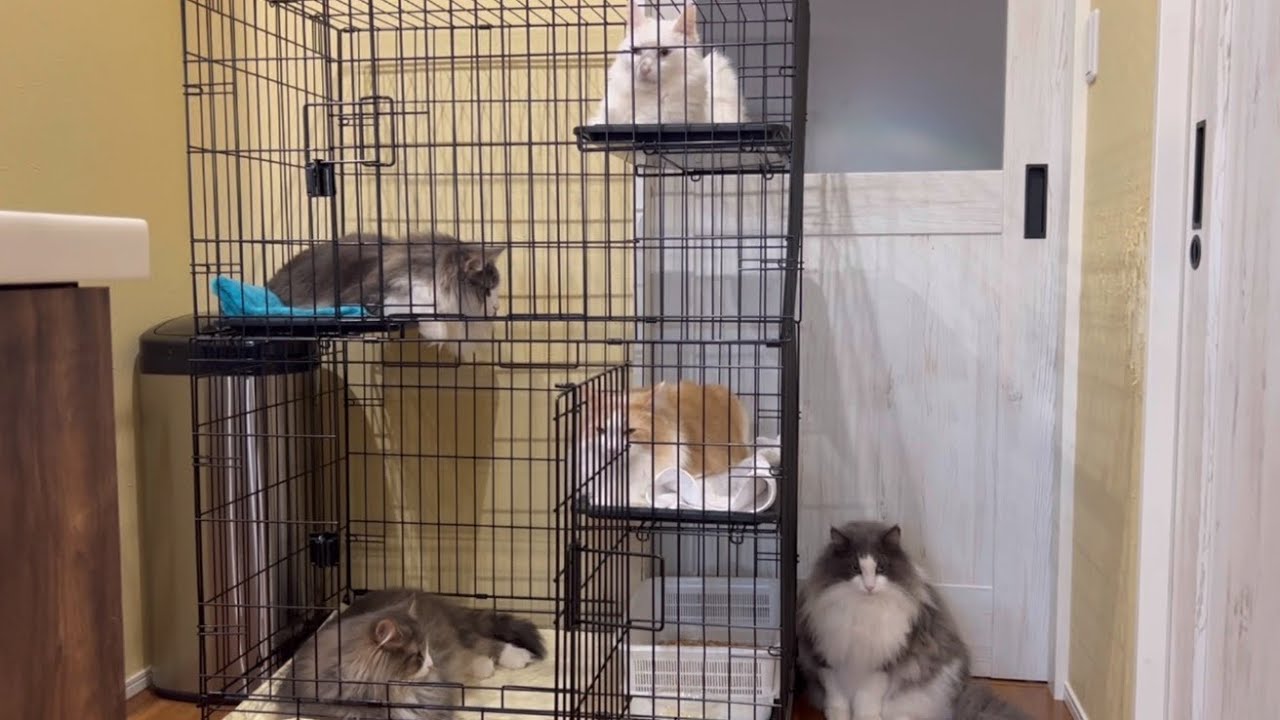 【大猫】ケージが大人気すぎて、満室になっちゃった…wwwターキッシュアンゴラとノルウェージャンフォレストキャット♡