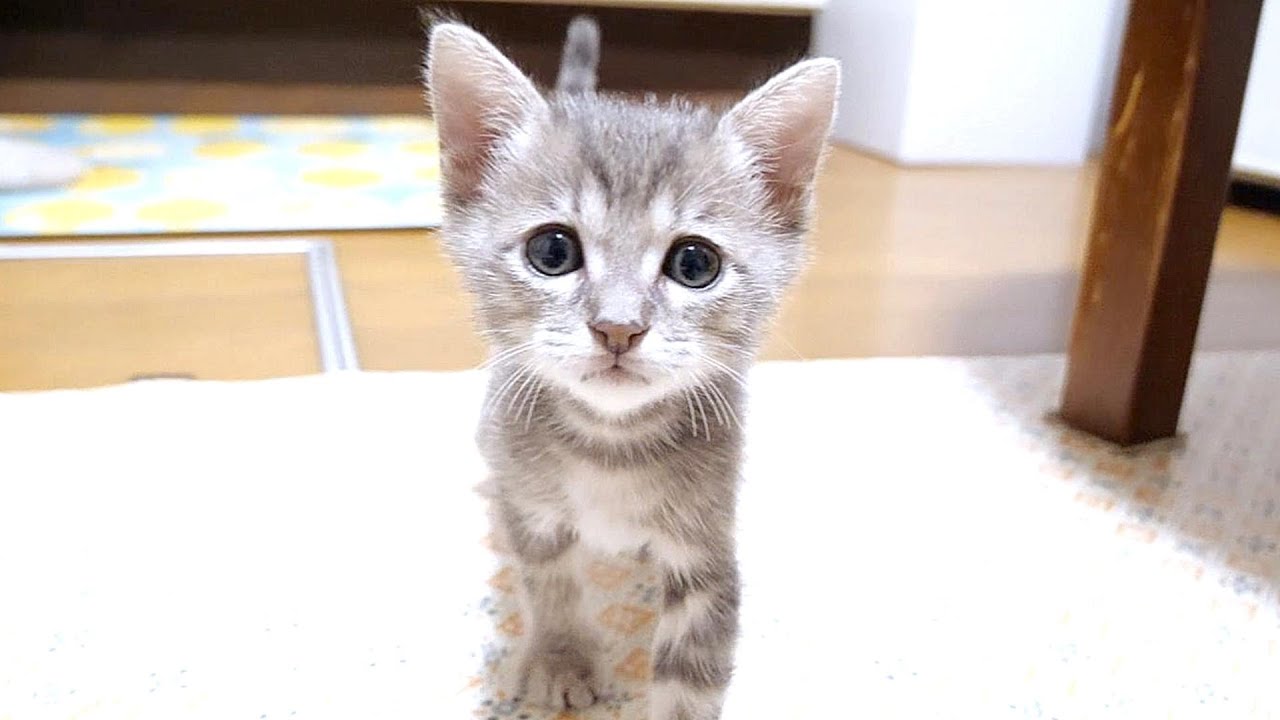 カメラに向かって子猫が訴えたい事とは一体なんでしょうか?【赤ちゃん猫　保護猫】