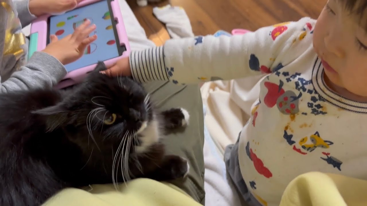遠慮なく甘える猫　ラガマフィンA cat who pampers without hesitation. Ragamuffin