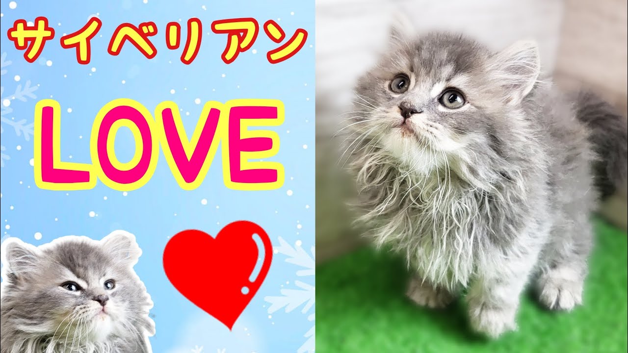 サイベリアン・仔猫【川崎小田栄店】