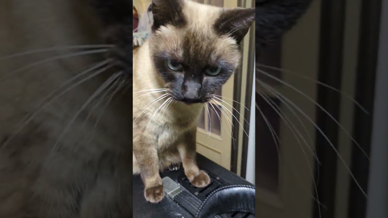 チュピチュピチャパチャパ猫 chipichipichapachapadubidubidabadaba #シャムネコ #animals #猫の動画
