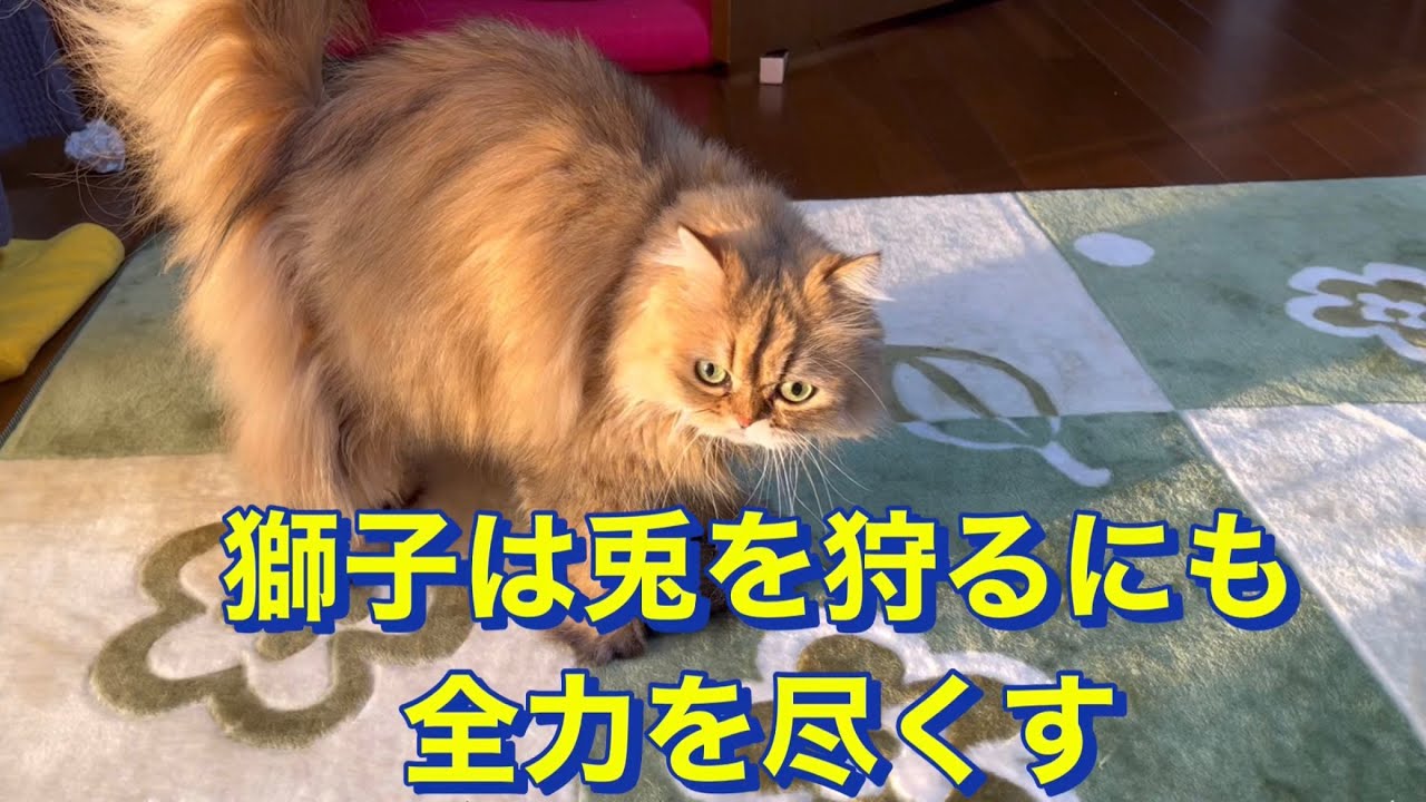 【奇跡の猫】　ペルシャ猫の狩りトレーニング
