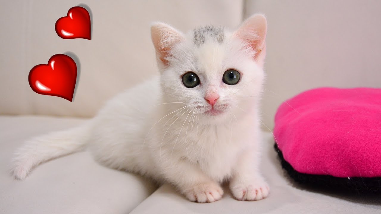 子猫ラムがウチの猫になってからスゴいことが判明しました！