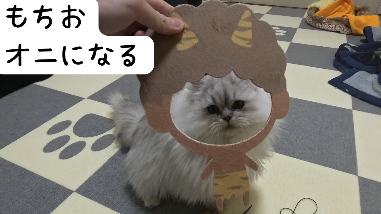 【ペルシャ猫】もちお、オニになる！？