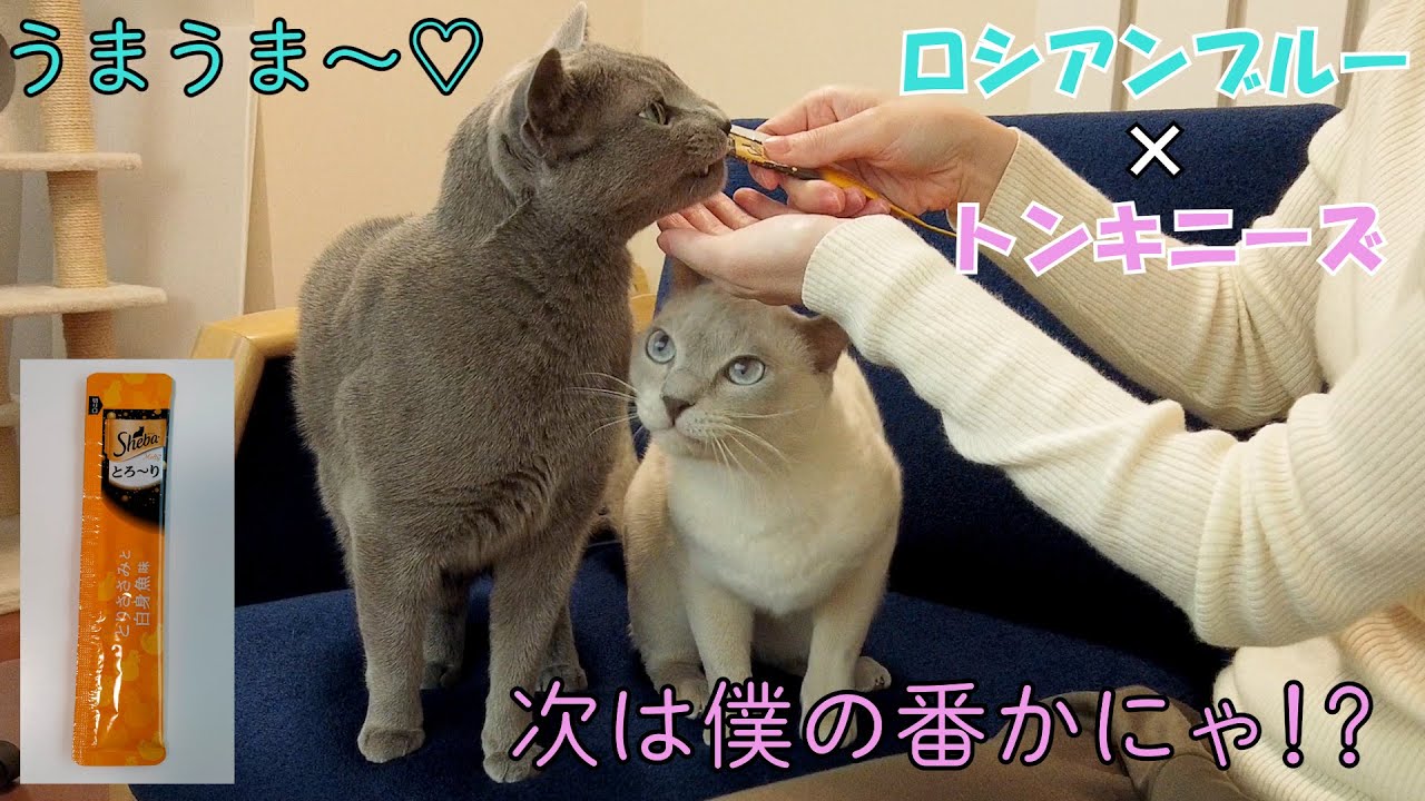 【おやつ】【ロシアンブルー×トンキニーズ】トラさん順番待ちがやっぱり苦手（＃92）