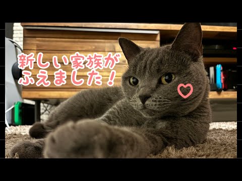 新しい家族がやってきた！【シャルトリュー/Chartreux cat】