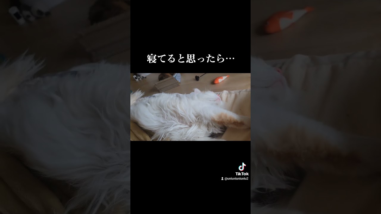 寝てると思ったら… #ラガマフィン #猫のいる暮らし #shorts