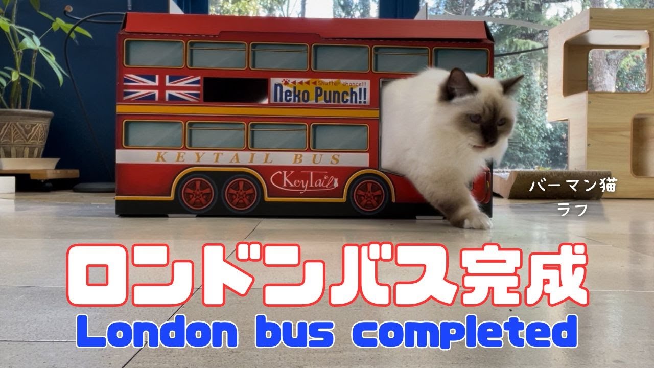 バーマン猫ガブとラフとウリ【ロンドンバス完成】London bus completed（バーマン猫）Birman/Cat