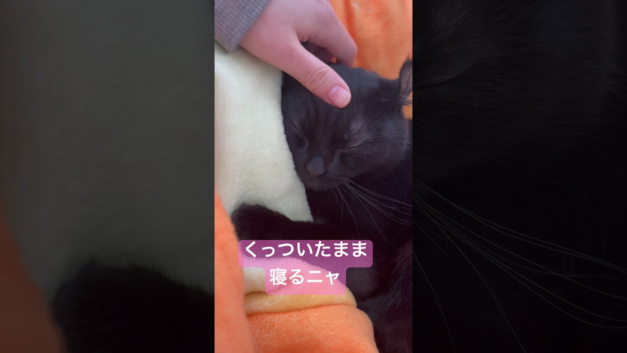 人間にしがみついて眠る猫様🐈‍⬛エマ様との至福の時間❤️‍🔥❤️‍🔥#shorts #cat #アメリカンカール #猫 #ねこ