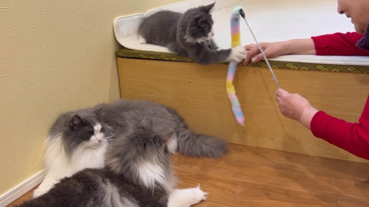 【おとなしいw】ばあばと遊びすぎて、眠たくなっちゃったもふ猫たちwwwノルウェージャンフォレストキャットとターキッシュアンゴラ♡