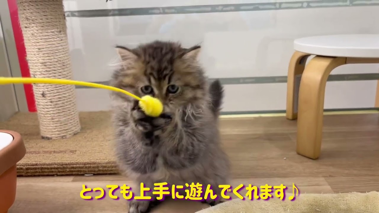 【ペルシャ】毛量たっぷりの毛に覆われた猫界の王様ペーちゃん！