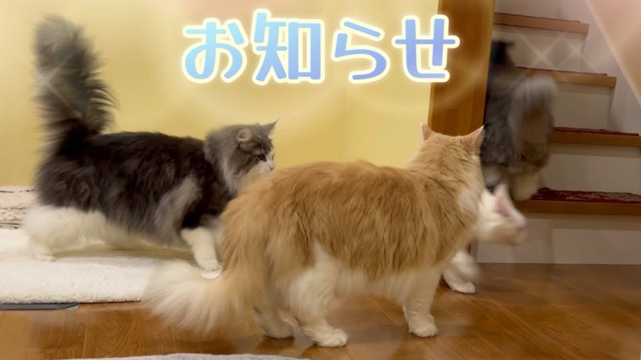 【お知らせ】お家の雰囲気が変わって、テンションが上がっちゃったターキッシュアンゴラとノルウェージャンフォレストキャットww