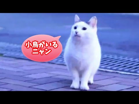 【さんぽねこのゆきちゃん】ギズモなの？この地球上に居るあらゆるかわいい生物の中で、こんなの見かけたら、たまらない｜ジャパニーズ・ボブテイル｜熱海｜伊豆｜南熱海｜日本猫｜三毛猫｜猫散歩