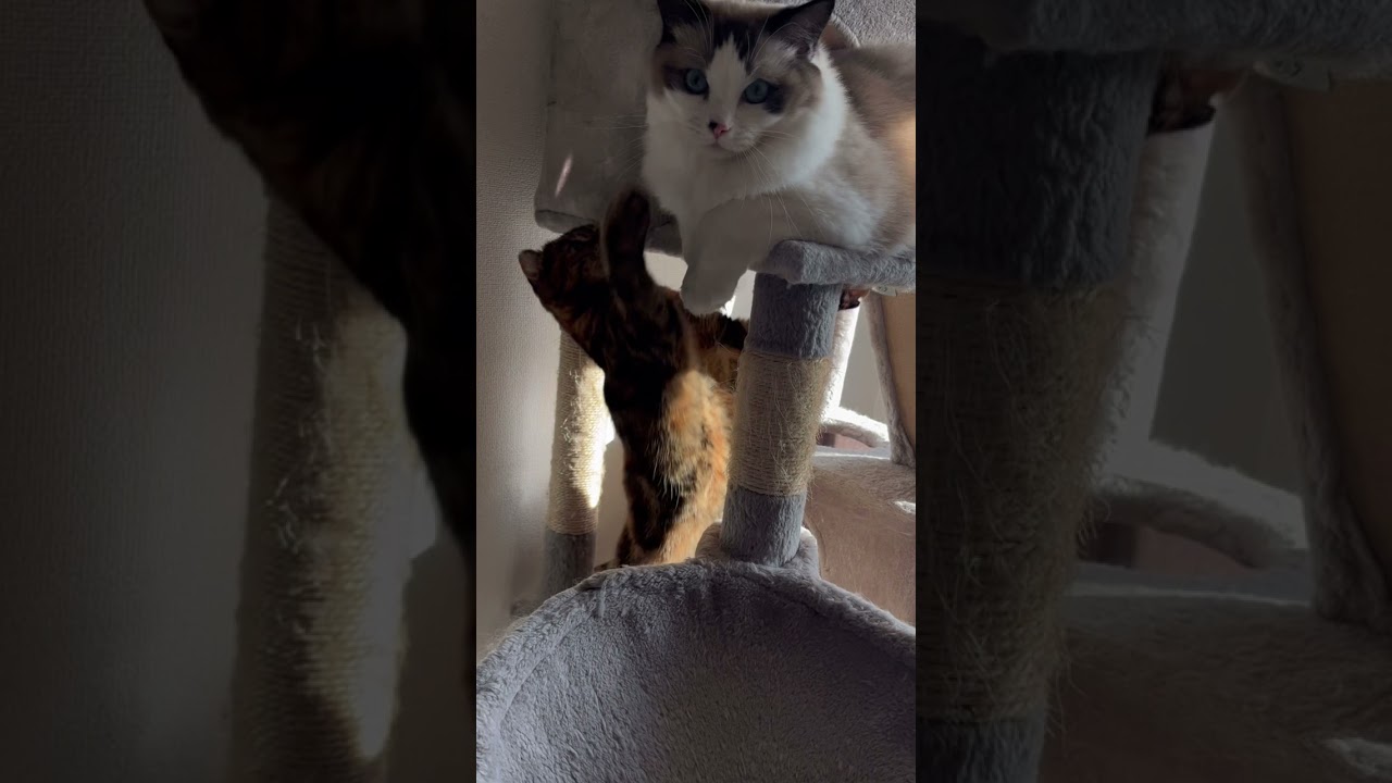 我が家のDV疑惑に迫る　 #ラグドール　#キンカロー　 #キャットタワー　 #ねこ