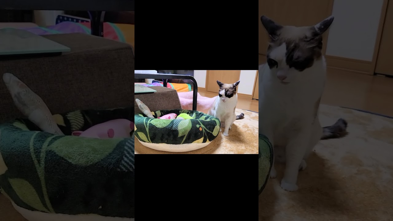 落としなさんなよ🐸🐷🐟 #Shorts  #シャム猫  #ペポ