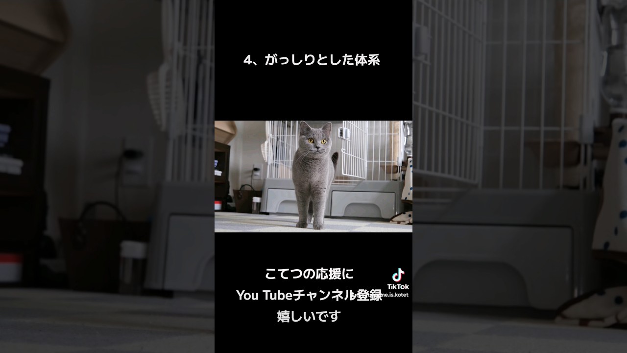シャルトリューの個人的に好きな特徴4つ(Four of my personal favorite characteristics of Chartreux)