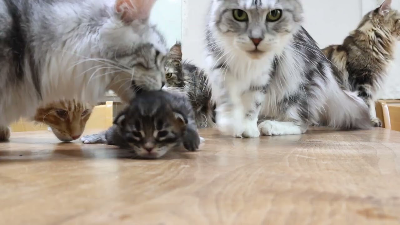 生後13日メインクーン子猫の俊平君