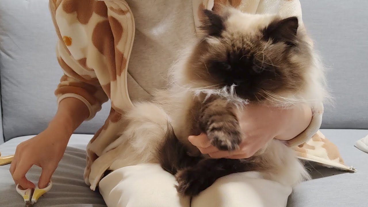 【ヒマラヤン】爪切り中の猫はこんな感じ【甘えん坊】