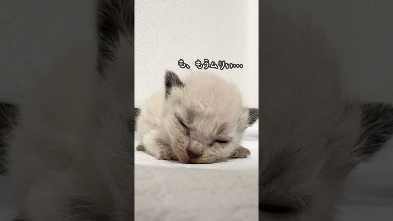 【生後10日・シャム】真冬に保護した赤ちゃん猫を紹介❗⛄ | ねこせん