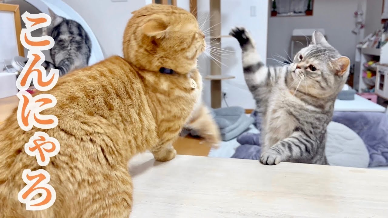 黄色いまんまるのものを見るとポッポママは... #猫 #マンチカン