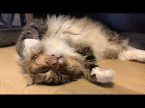 昼寝してるアメリカンカール猫