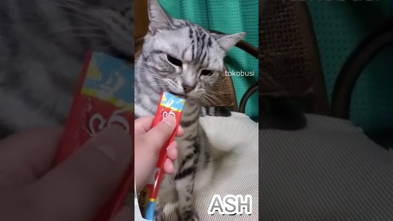 【ちゅーる】アメショーと黒猫マンチカン