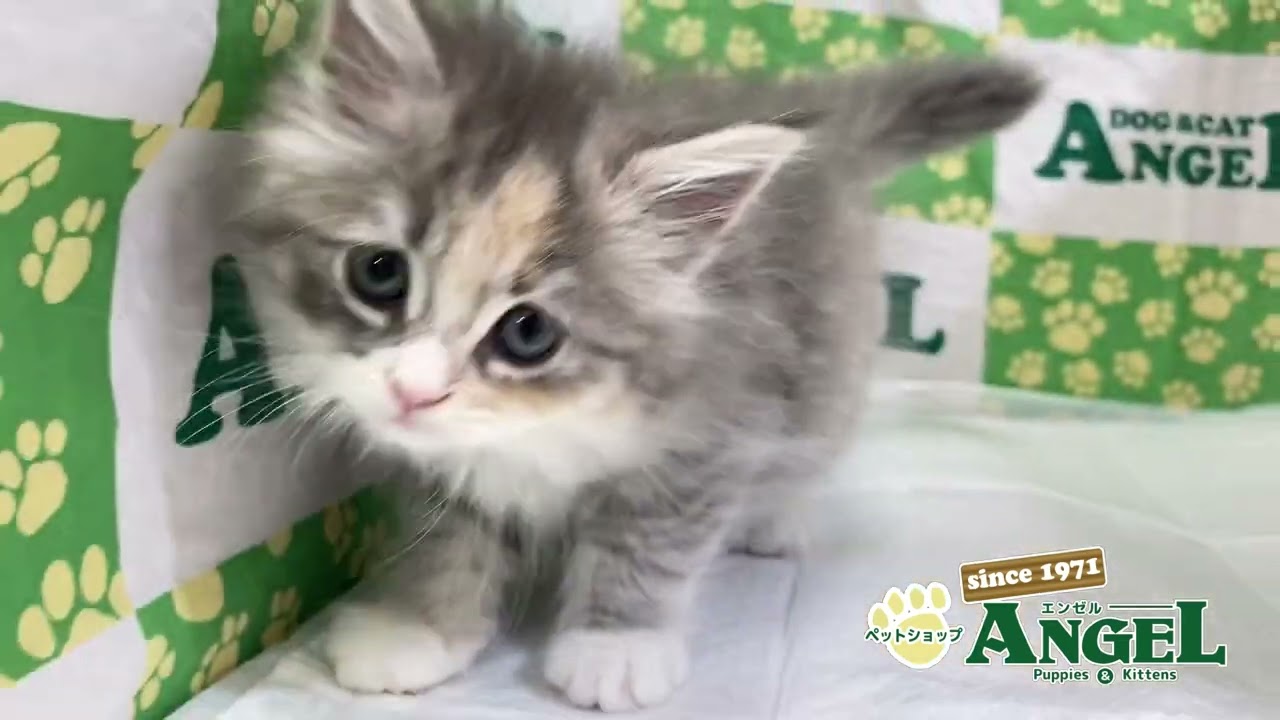 ラガマフィン 2401225 【ペットショップエンゼル　子犬・子猫販売】