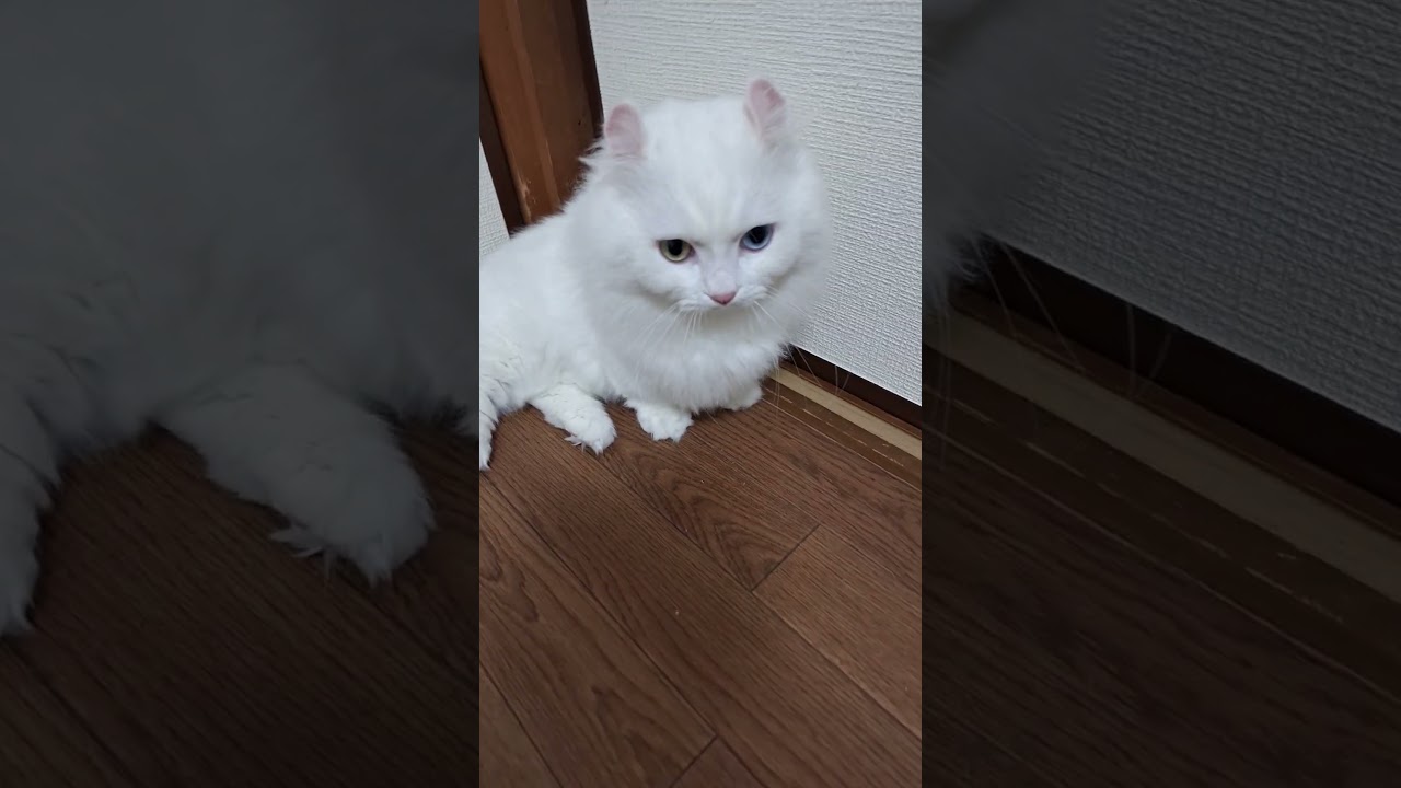 【キンカロー】カメラが苦手ならびちゃん
