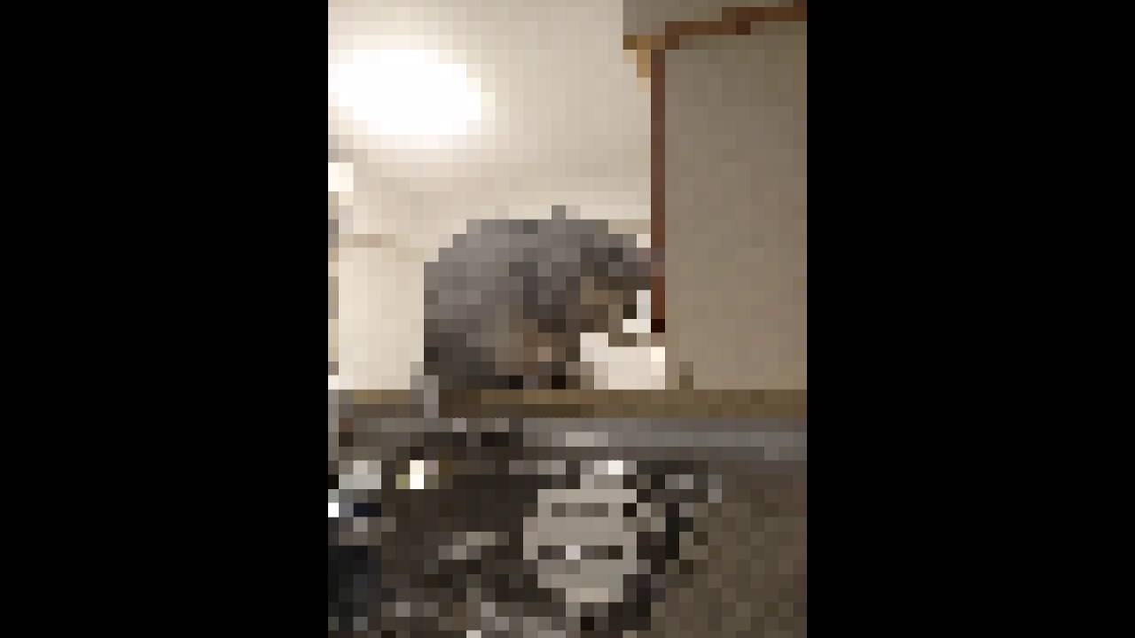 Z5compactの機能を試す＠エジプシャンマウ