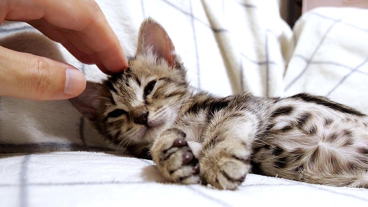 子猫は少し迷惑そうな顔をしながらもおとなしく爪を切らせてくれます【赤ちゃん猫　保護猫】
