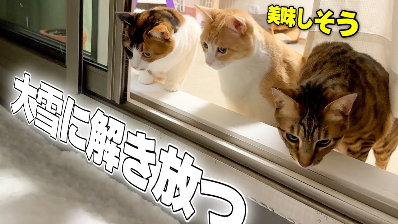 大雪が降ったので猫たちを外に解き放ったら頭に雪が積もりましたwww