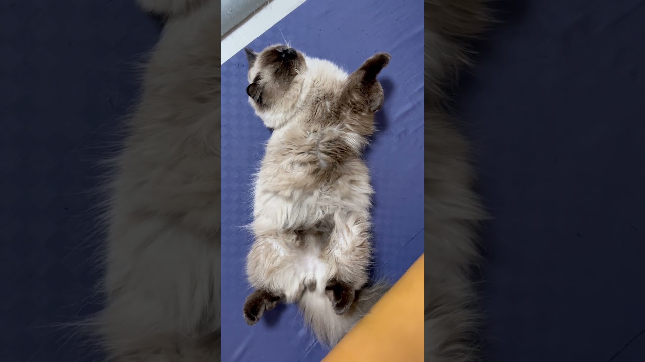 眠たすぎるげんたくん #ヒマラヤン#猫 #猫のいる暮らし #shorts
