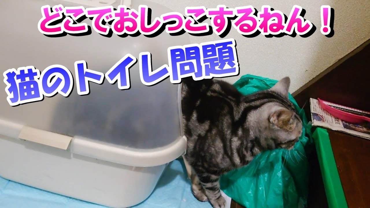 猫が粗相をする～！猫のトイレ問題（アメリカンショートヘア）