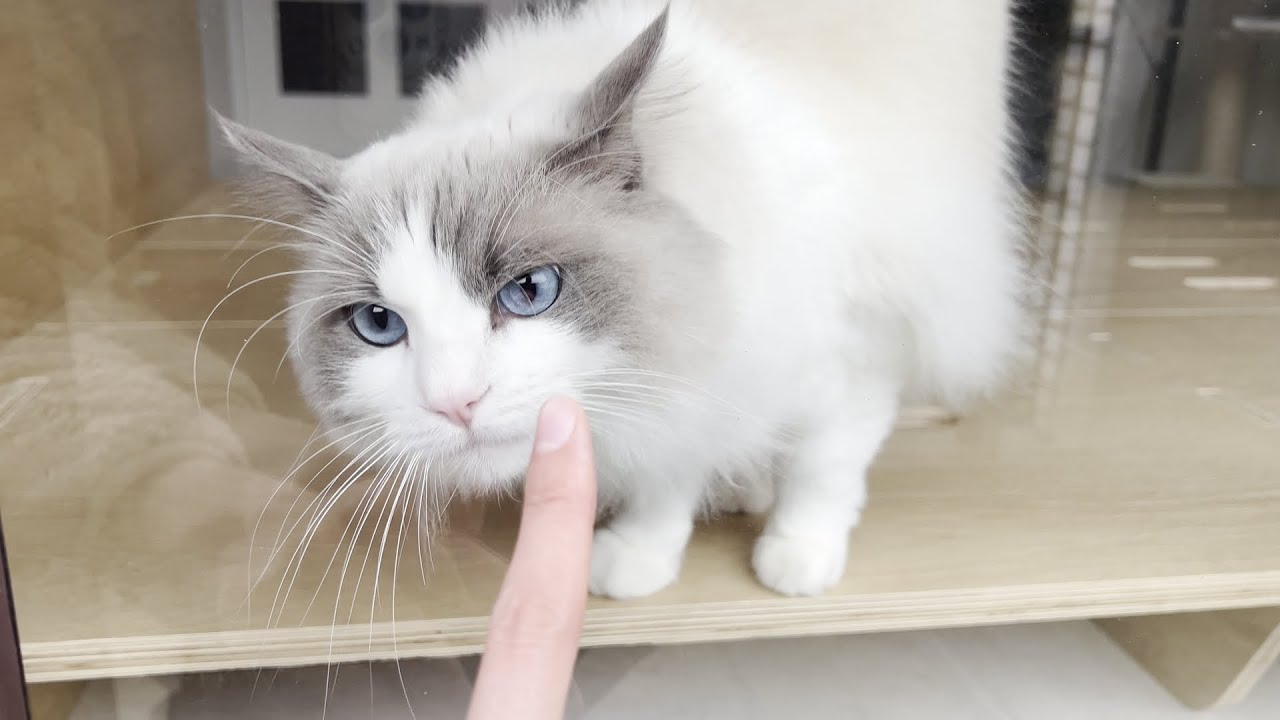 飼い主を守るために必死になって鳥たちと戦ってくれるラグドールが愛おしすぎました。