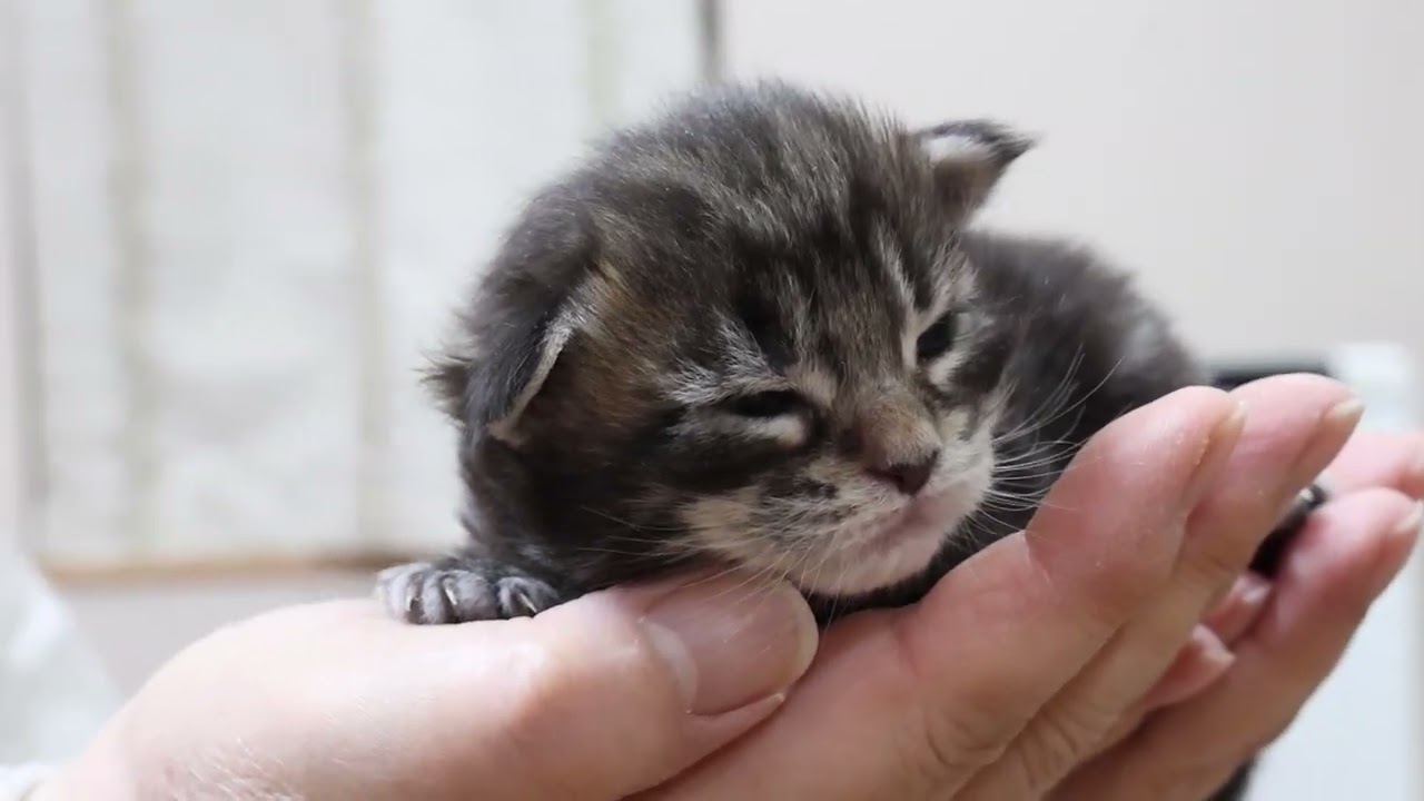 生後14日メインクーン子猫の蓮君