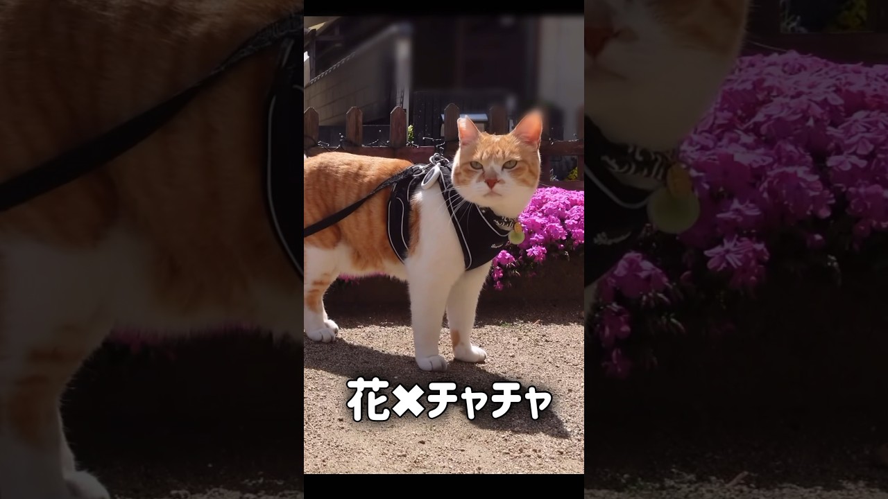 春夏秋冬🌸休まずパトロール中 #元野良猫チャチャ #cat #ねこ #ちゃちゃ #猫 ＃猫武将#猫侍