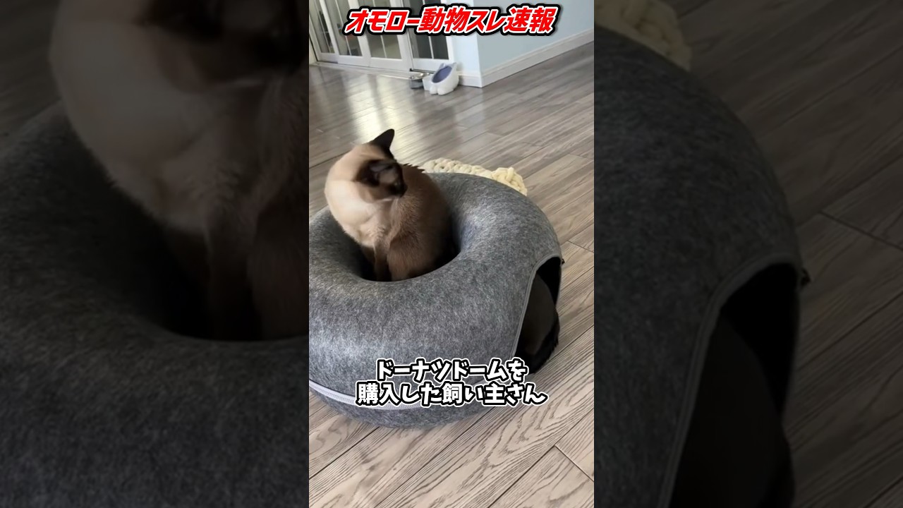 猫に紛れてタヌキいたよね？#動物 #海外